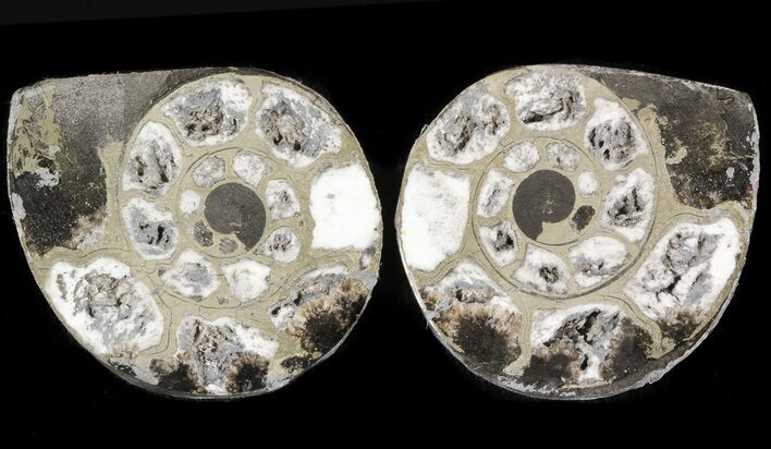 Pyritized Ammonite Fossil Pair #48068